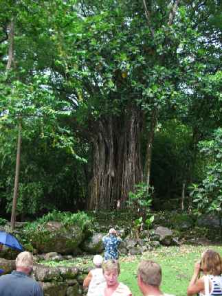 Where do banyan trees grow?